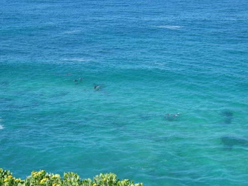 br2004/images/day6dolphins.jpg