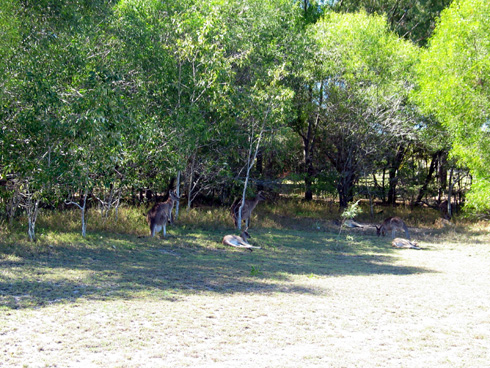 cq2004/images/day5kangaroos.jpg